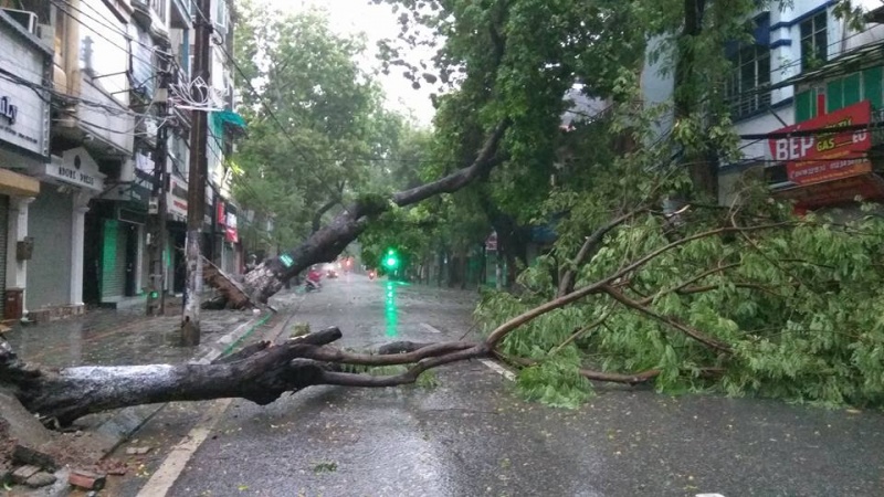 mua gio lon cay do hang loat de bep o to