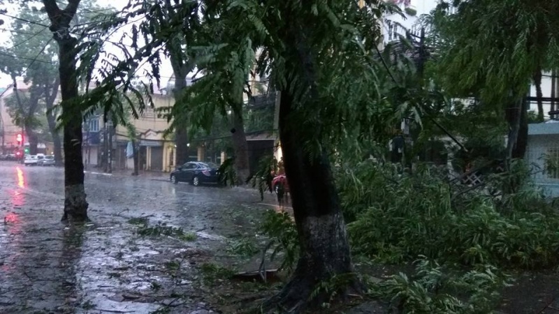 mua gio lon cay do hang loat de bep o to