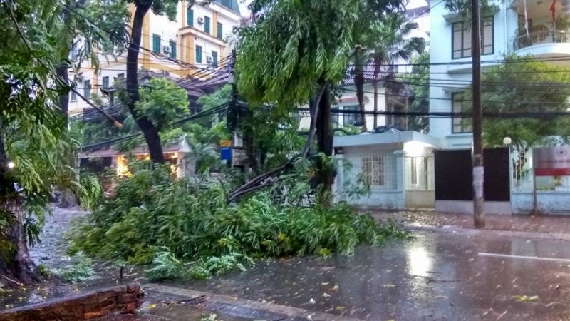 mua gio lon cay do hang loat de bep o to