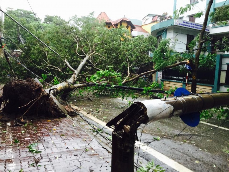 mua gio lon cay do hang loat de bep o to