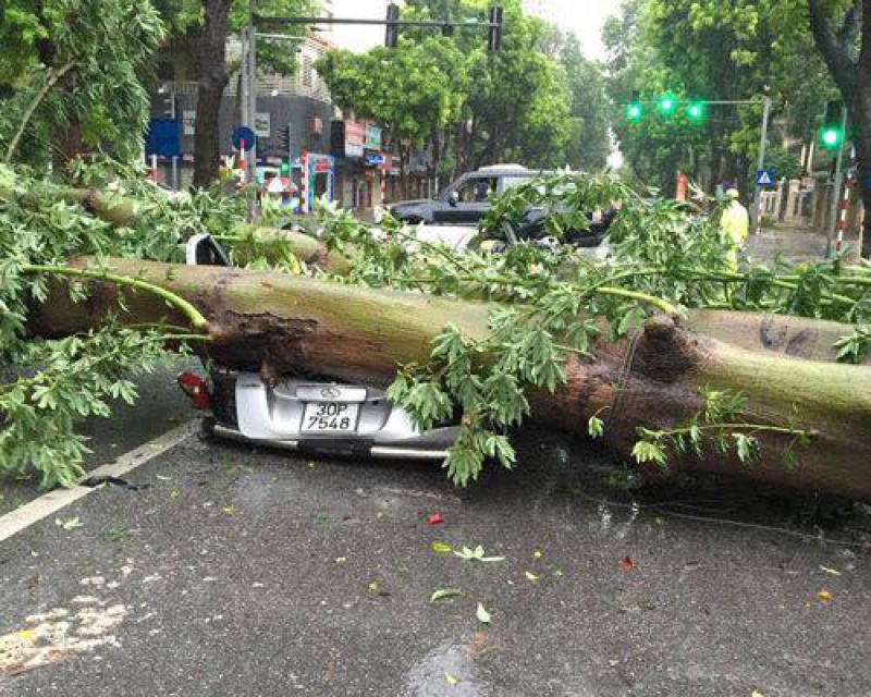 mua gio lon cay do hang loat de bep o to