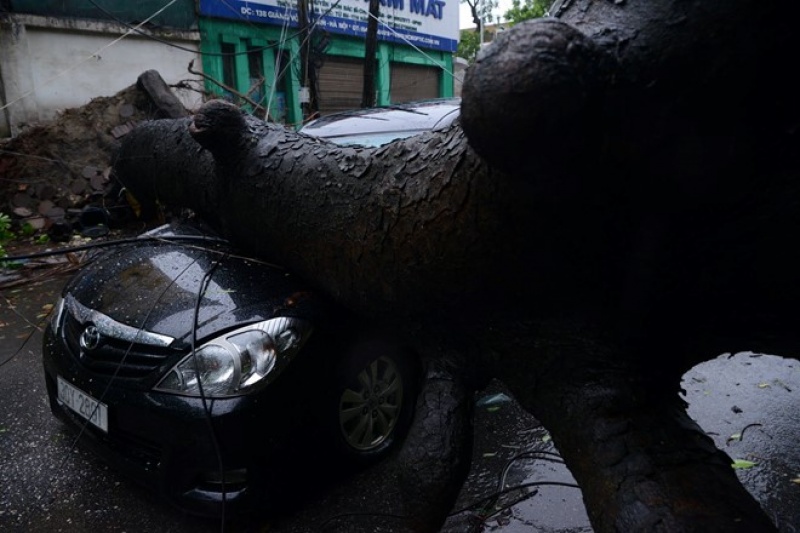 mua gio lon cay do hang loat de bep o to