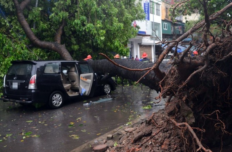 mua gio lon cay do hang loat de bep o to