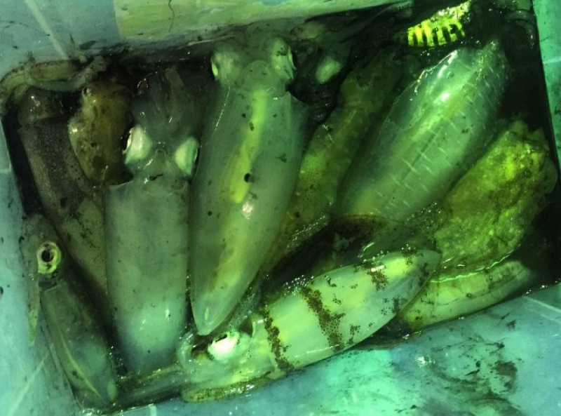 giai ma suc hut cua thien duong du lich phu quoc