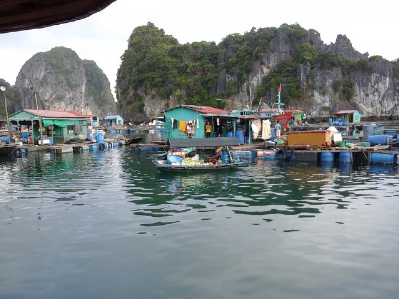 dao cat ba niu buoc chan khach du lich