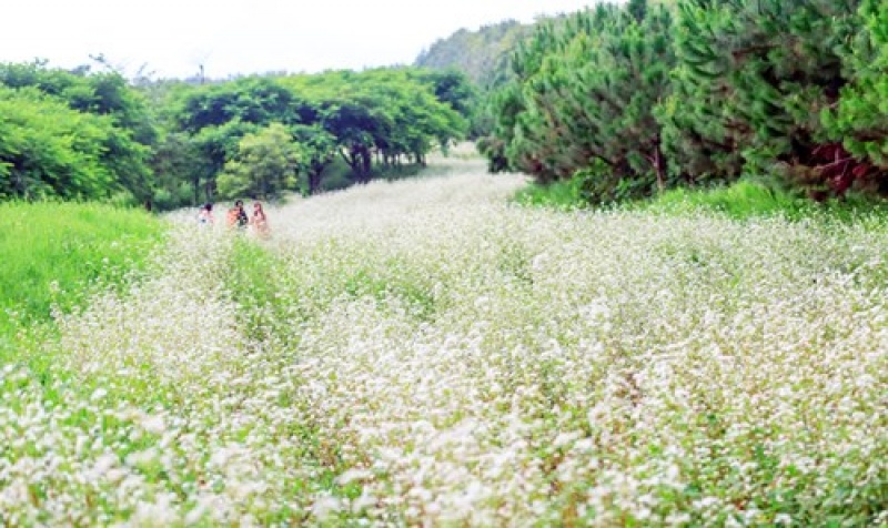 Mùa hoa tam giác mạch nở rộ ở Tây Nguyên mua hoa tam giac mach no ro o tay nguyen