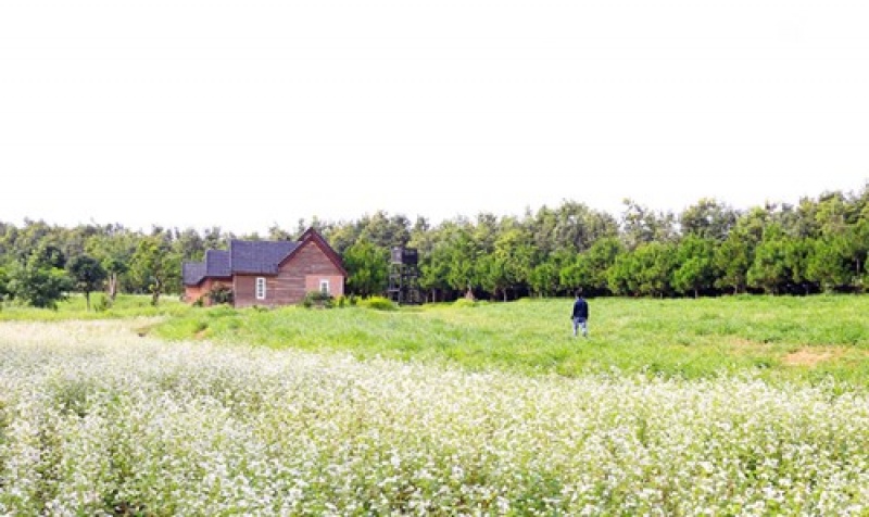 Mùa hoa tam giác mạch nở rộ ở Tây Nguyên mua hoa tam giac mach no ro o tay nguyen