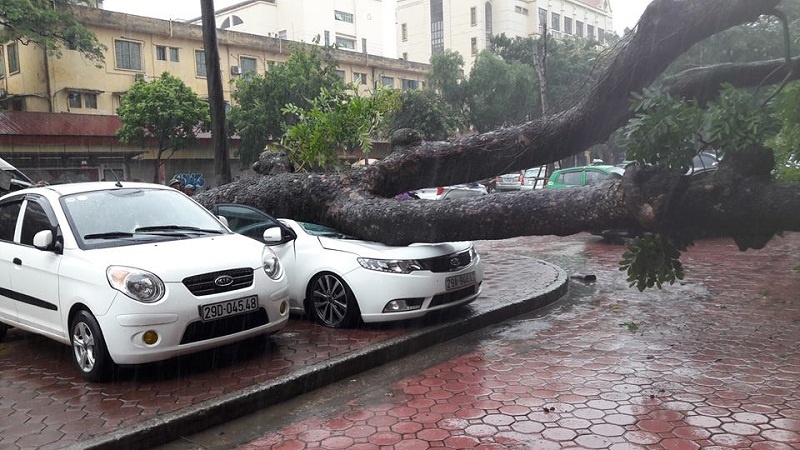 Mưa bão, cây lại đè nát ô tô tại Hà Nội