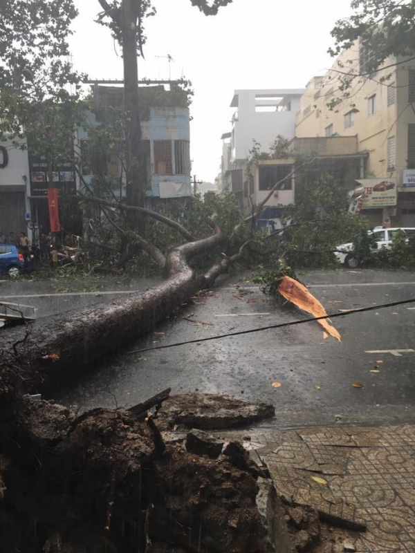 Mazda3 bị cây đè bẹp tại TP Hồ Chí Minh mazda3 bi cay de bep tai tp ho chi minh