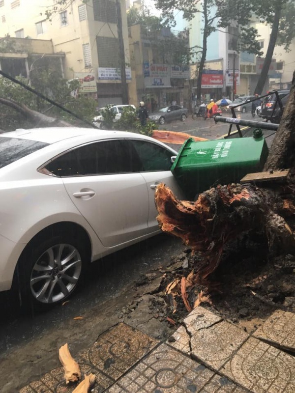 Mazda3 bị cây đè bẹp tại TP Hồ Chí Minh mazda3 bi cay de bep tai tp ho chi minh