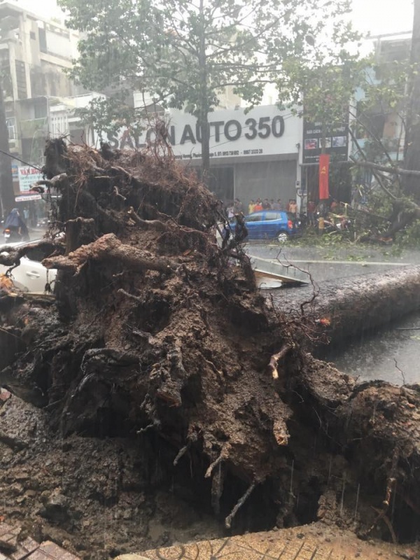 Mazda3 bị cây đè bẹp tại TP Hồ Chí Minh mazda3 bi cay de bep tai tp ho chi minh