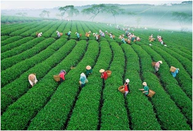 Đừng chỉ biết Đà Lạt, có một Bảo Lộc hoang sơ khiến người ta mê mẩn dung chi biet da lat co mot bao loc hoang so khien nguoi ta me man