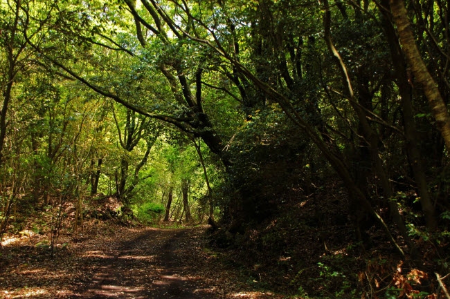 Hè này tới Hàn Quốc tránh nóng đừng dại gì bỏ lỡ những điểm đến mát xanh này